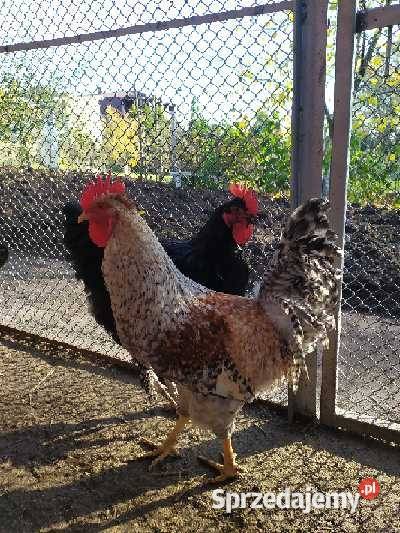 jaja lęgowe kur ozdobnych warmińsko-mazurskie Rybno sprzedam