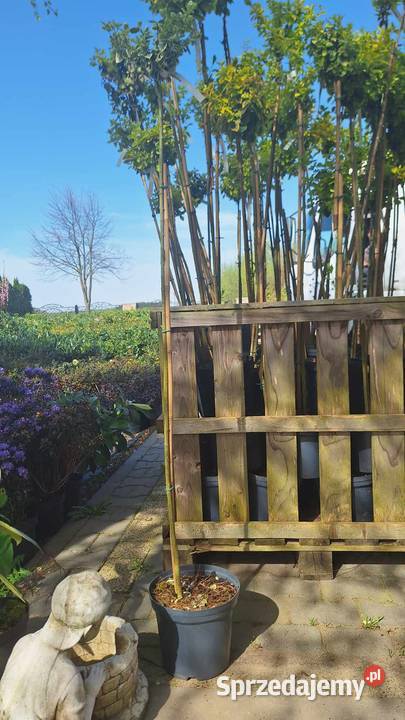 Trzmielina Pa Detal 80 Grójec