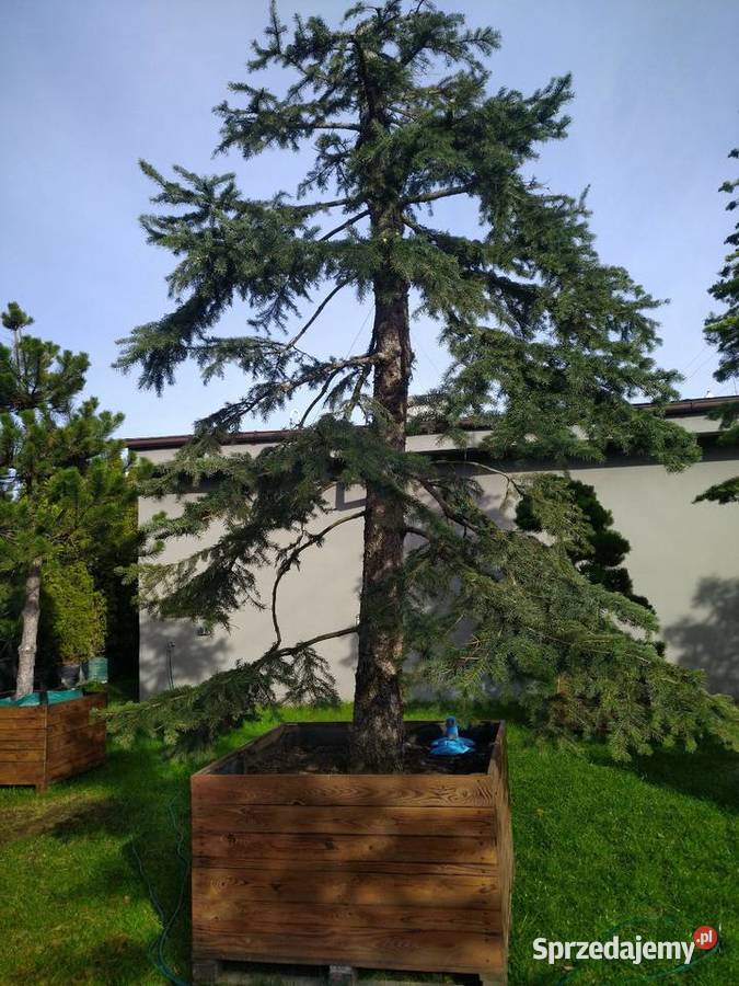 Sosna bośniacka 35 4m w donicy 160l Skierniewice