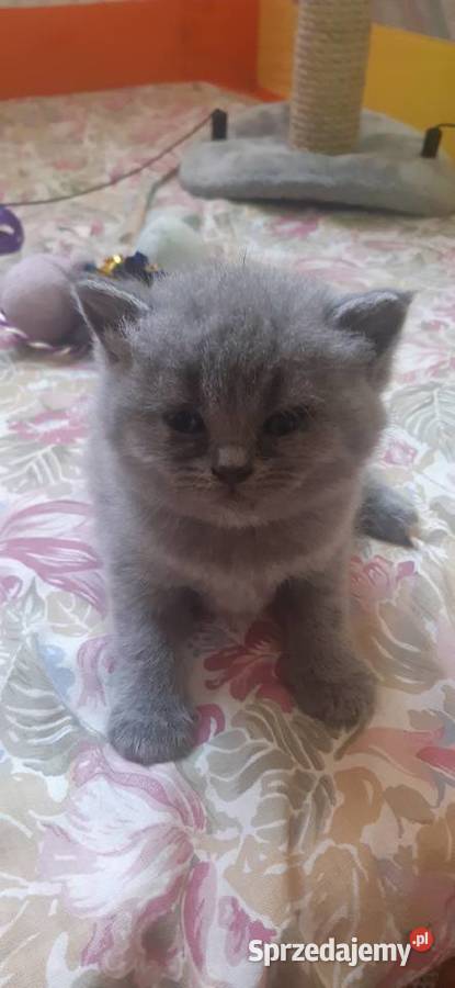 Kotki brytyjskie Lublin