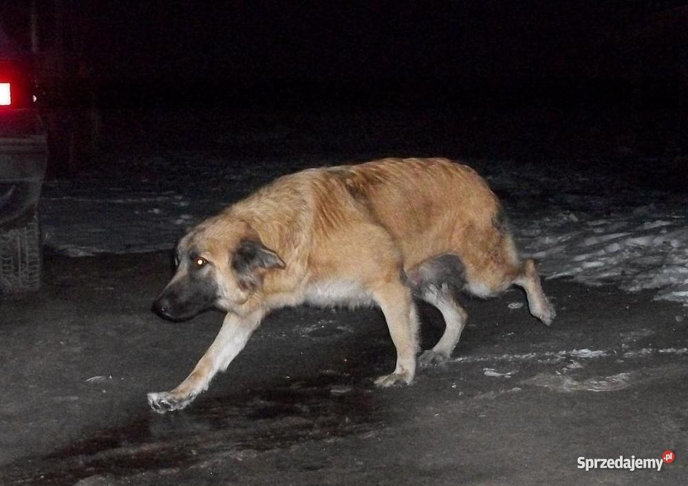 Szczenięta wyrosną na kudłate psy podlaskie Białystok