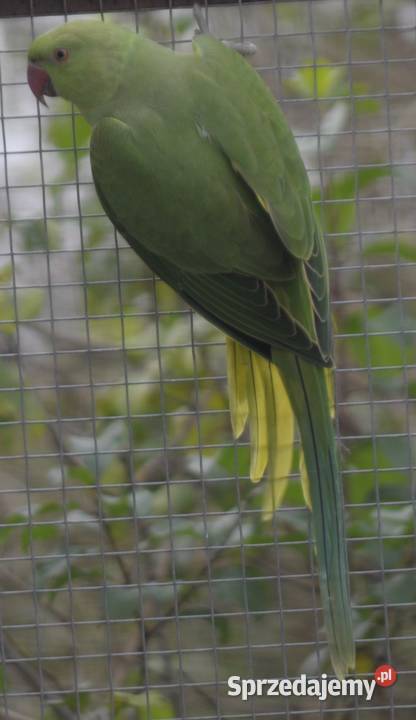 Aleksandretta obrożna łatwo się oswaja i można dolnośląskie Wrocław