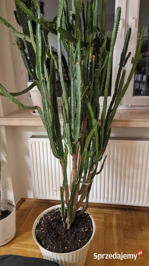 Duży wilczomlecz Euphorbia 160 Kalisz sprzedam