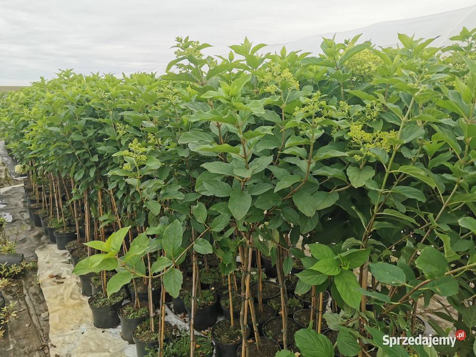 Hortensja bukietowa na pniu Chrzanowo-Bronisze sprzedam