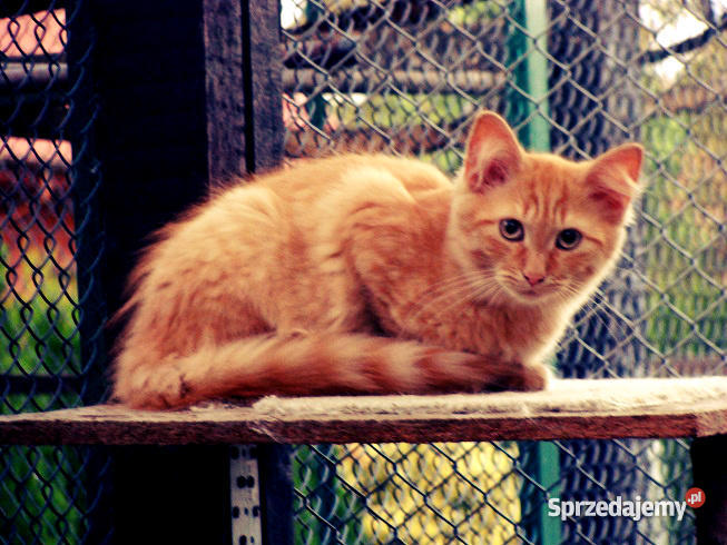 Kocurek Syberyjski rudy pręgowany półroczny wielkopolskie Gostyń
