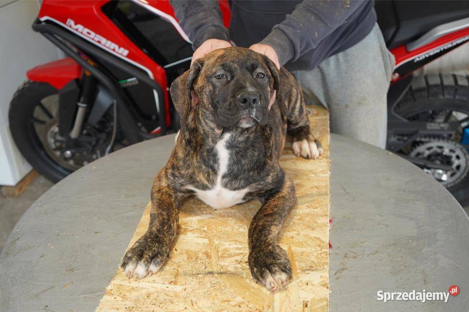 Boerboel Szczenięta mastifa Warszawa