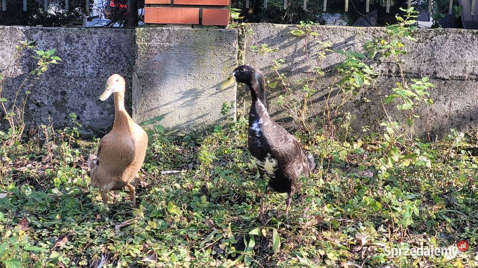 Kaczor biegus indyjski Kamionka Wielka