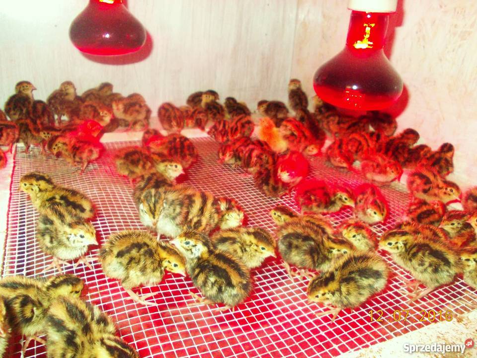 Przepiórka japońska przepiórki japońskie młode Wola Krzysztoporska