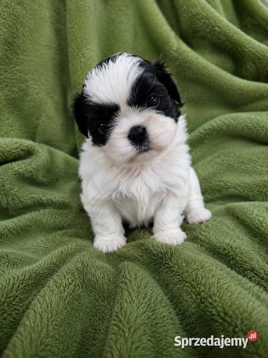 Dwie suczki shih tzu kujawsko-pomorskie