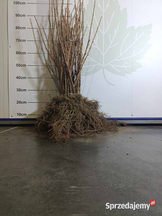 Sadzonki porzeczki czarnej TIHOPE licencja 2024 Stary Pożóg