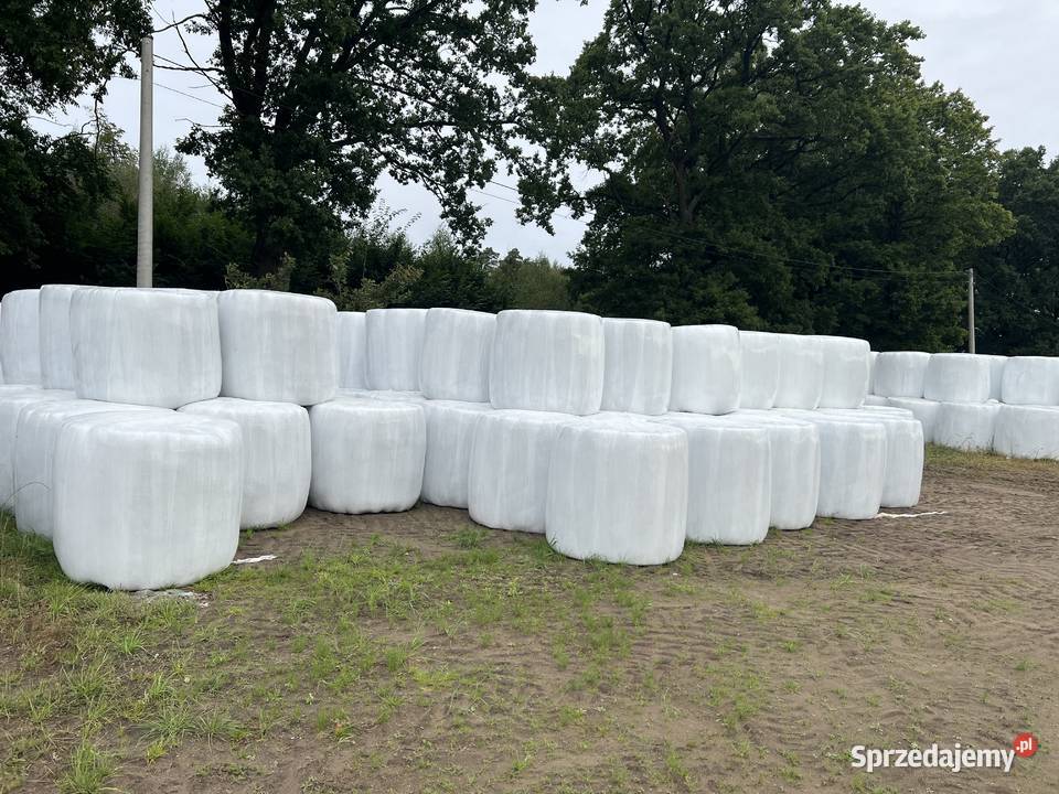 Sianokiszonka z traw polnych 2025 cięta 12 pokos pomorskie Nowa Wieś Lęborska sprzedam