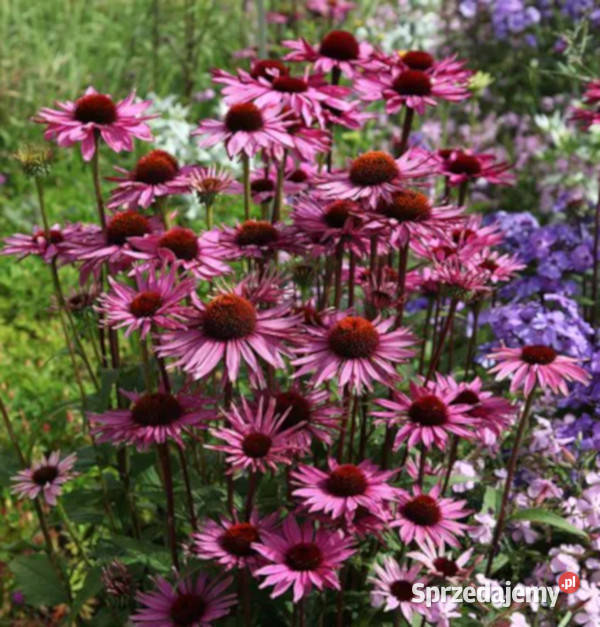 JEŻÓWKA Rubinstern Ruby Star sadzonki w Ustronie