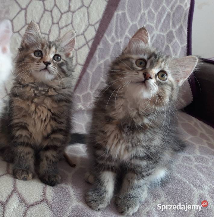 Koteczki Syberyjskie Miot L PZFWCF Sochaczew sprzedam