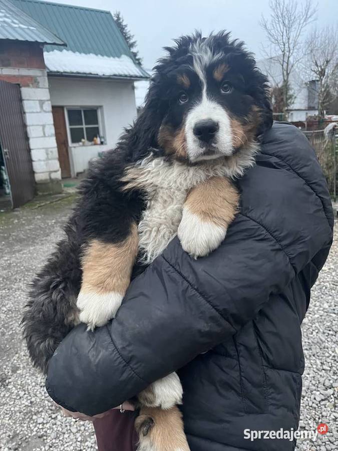 Berneński pies pasterski Bąbel Jagodnik