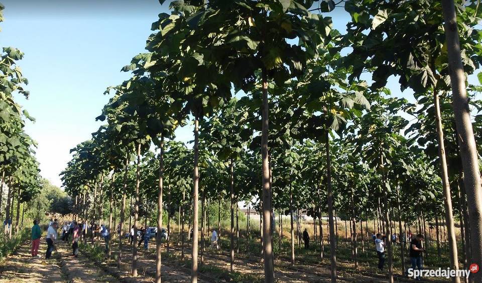 OXYTREE DRZEWA TLENOWE DO OGRODU I NA PLANTACJĘ Warszawa sprzedam