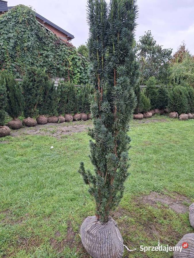 Cis Kolumnowy Fastigiata Robusta Mega Wysokie Mszczonów sprzedam
