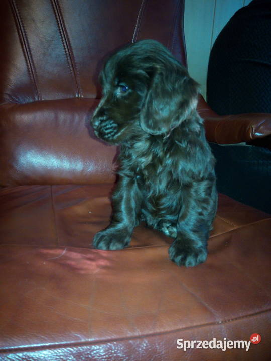 Cocker Spaniel Angielski czekoladowy i sobolowy Okolusz