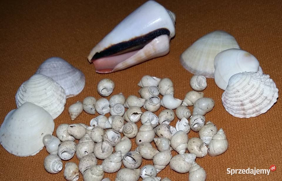 Muszelki naturalnemorskie Dekoracje i ozdoby