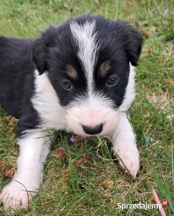 Border Collie piesek BARRY z hodowli NEGRESSE małopolskie Porąbka Uszewska