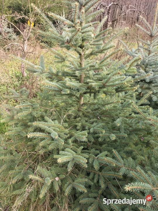Choinki świąteczne świerk srebrny Ryki