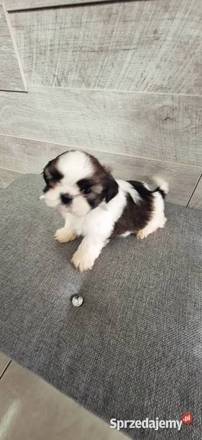 Shih Tzu pieski I suczka Przysucha