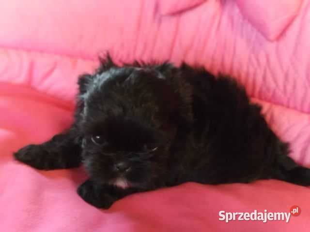 Shih Tzu Prześliczne Czarne Maluszki Maleńkich