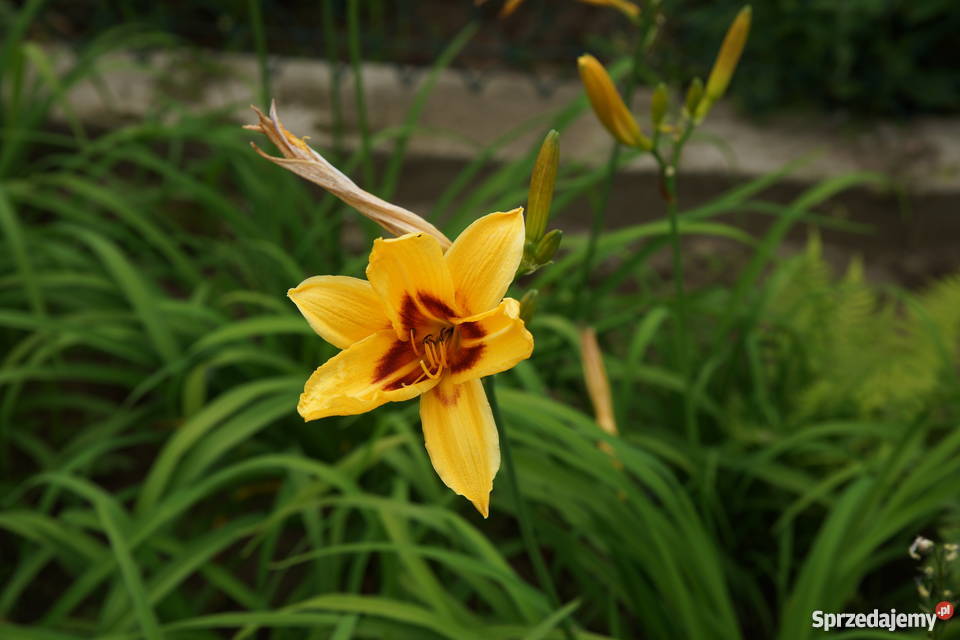 liliowiec ogrodowy,Hemerocallis hybrida, oczka wodne, rabaty