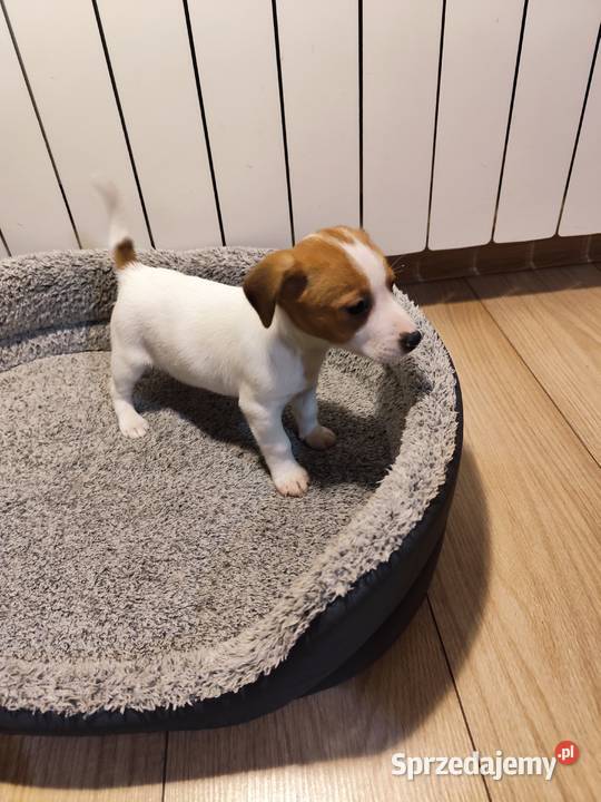 Jack Russell terrier łódzkie Piątek