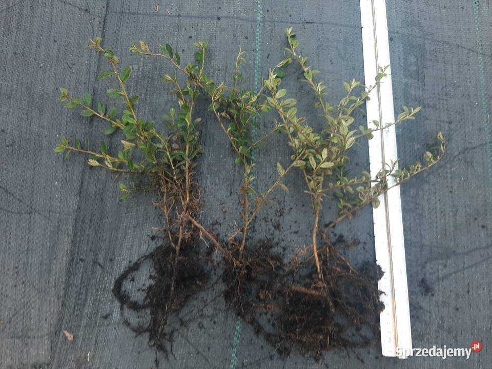 Irga Coral Beauty niski krzew duże sadzonki sprzedam