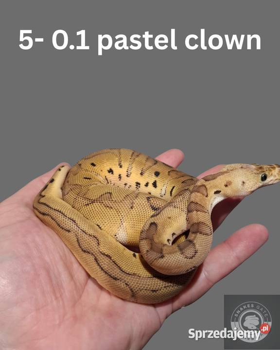 Pyton Królewski Pastel Clown zachodniopomorskie