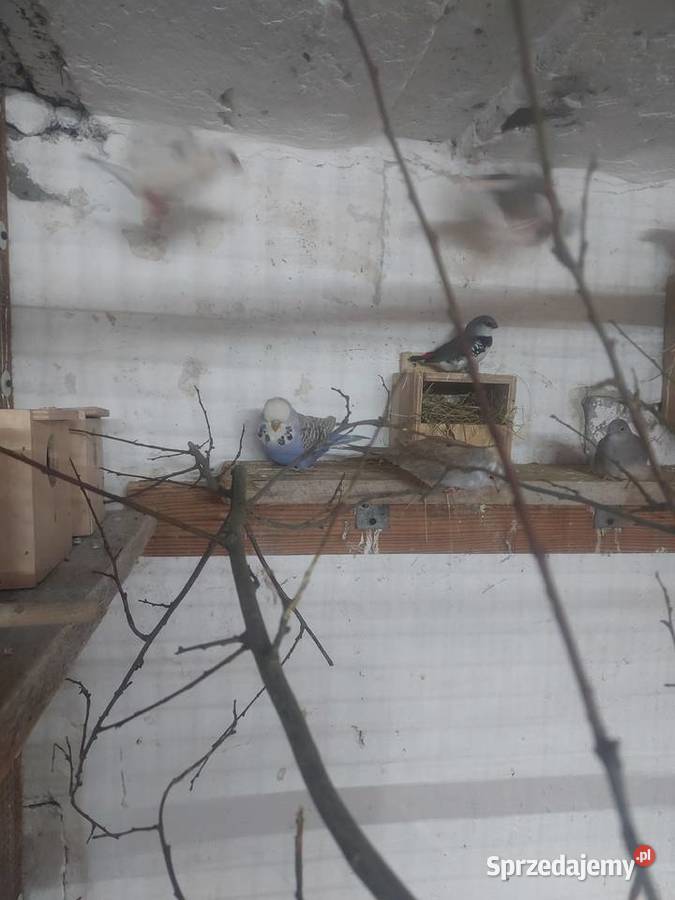 Sprzedam papugi faliste WPF i drobną egzotykę Błaszki