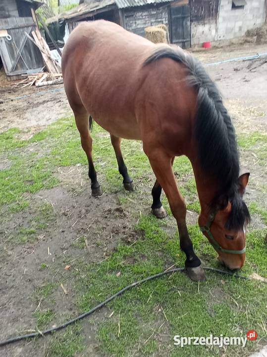 Klacz 14 miesięcy lubelskie Sawin