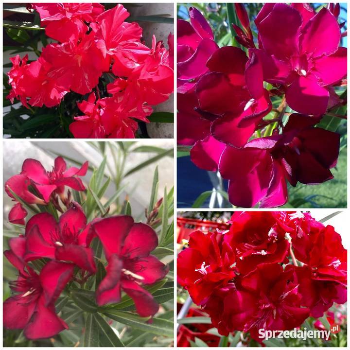 Szczepki okeander powinny zakwitnąć 2021 roku Brzeźnica