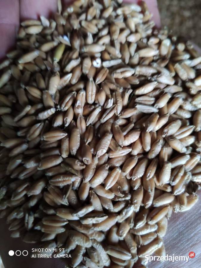Pszenżyto rotondo grube ziarno na paszę