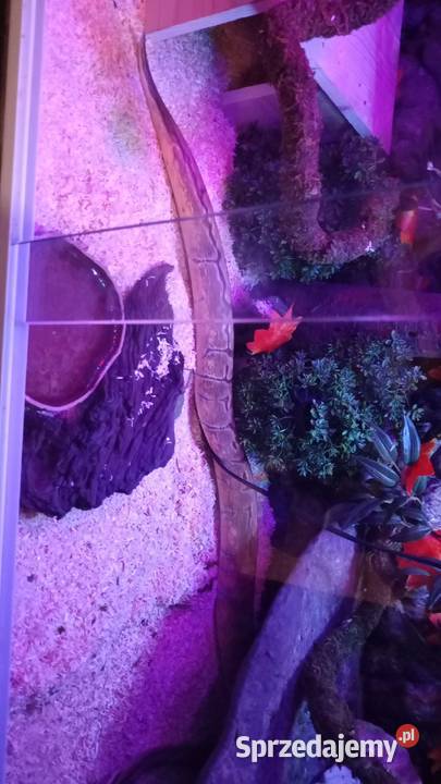 Terarium pyton królewski Częstochowa