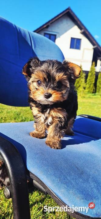 Śliczny piesek yorkshire terrier Brzeg Dolny