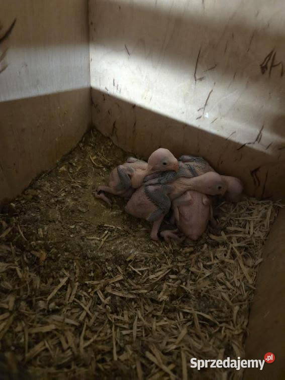 Oswojone aleksandretty Warszowice