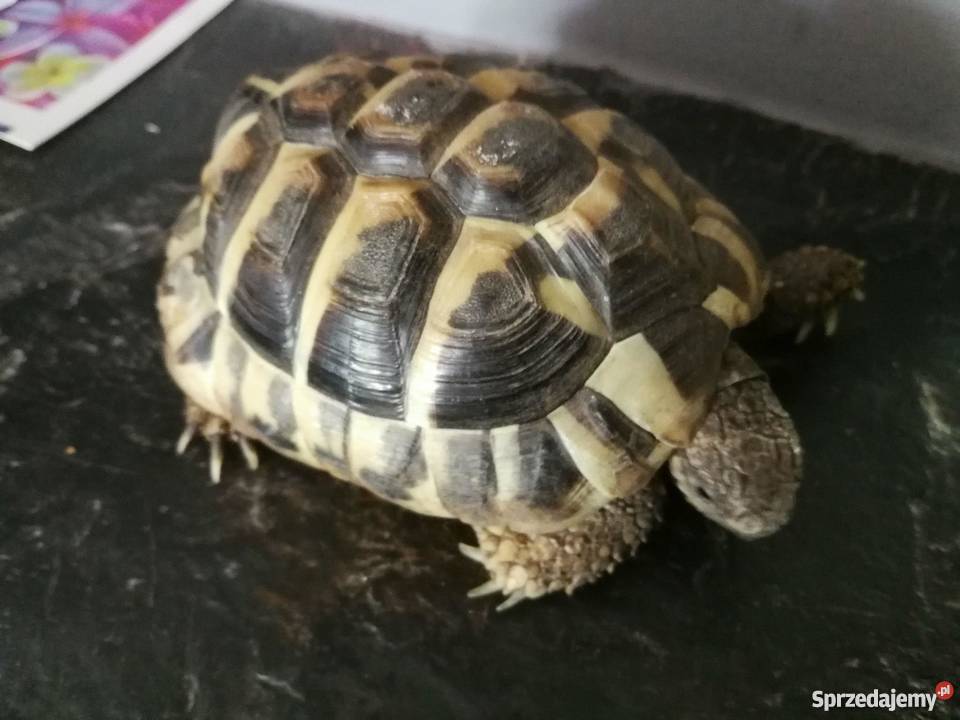 Żółwik Grecki Lądowy Bydgoszcz