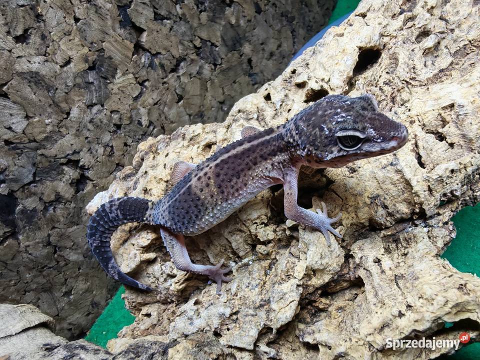 Eublefar lamparci black night Oława