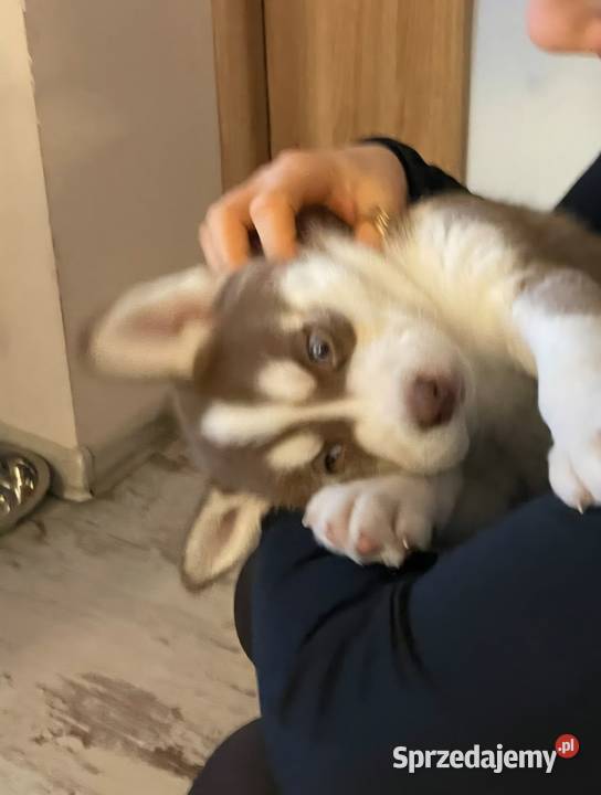 Husky Syberian Pies Inowrocław