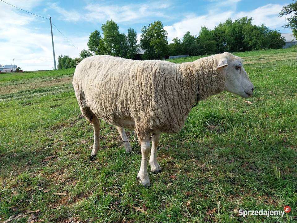 Owca olkuska samica dorosła