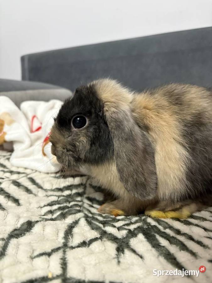 Królik mini lop