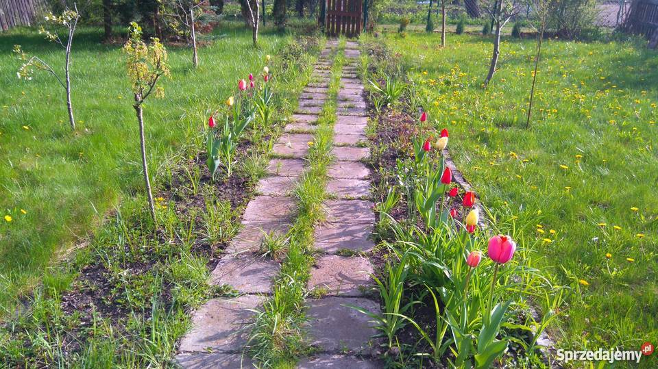 Ogródek działkowy ROD Pilczyce Hutnicza Wrocław