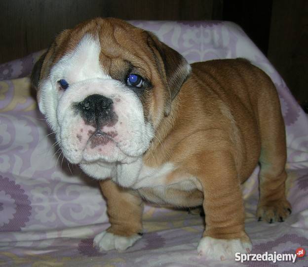 Buldog AngielskiBuldogi Angielskie Bydgoszcz sprzedam
