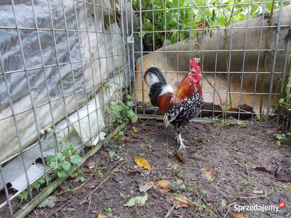 Kury miniaturki piękna para nakrapiana Drób i ptactwo Kutno
