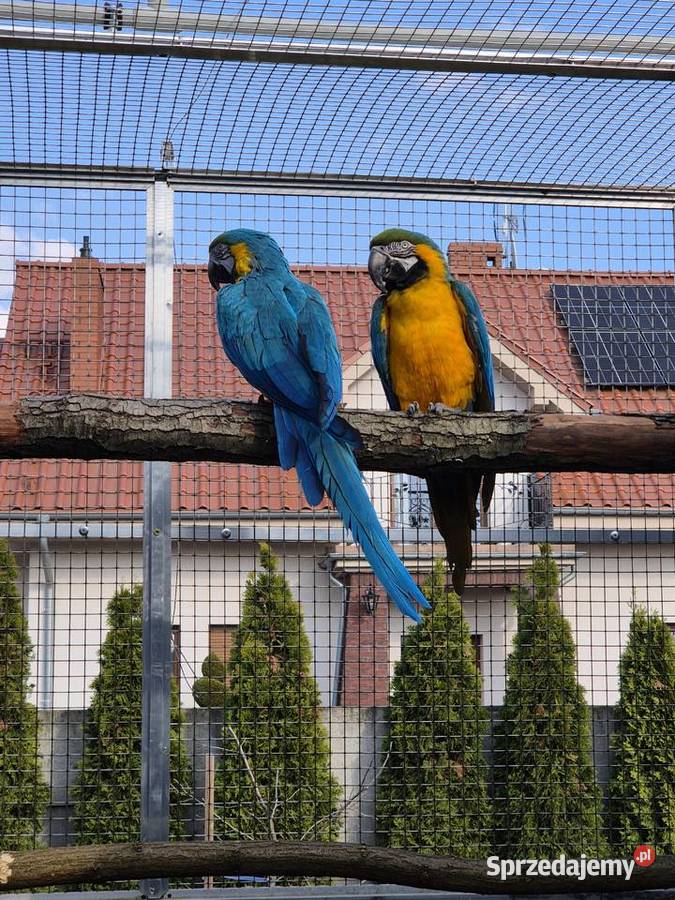Ara Ararauna dorosłe ptaki Rakoniewice