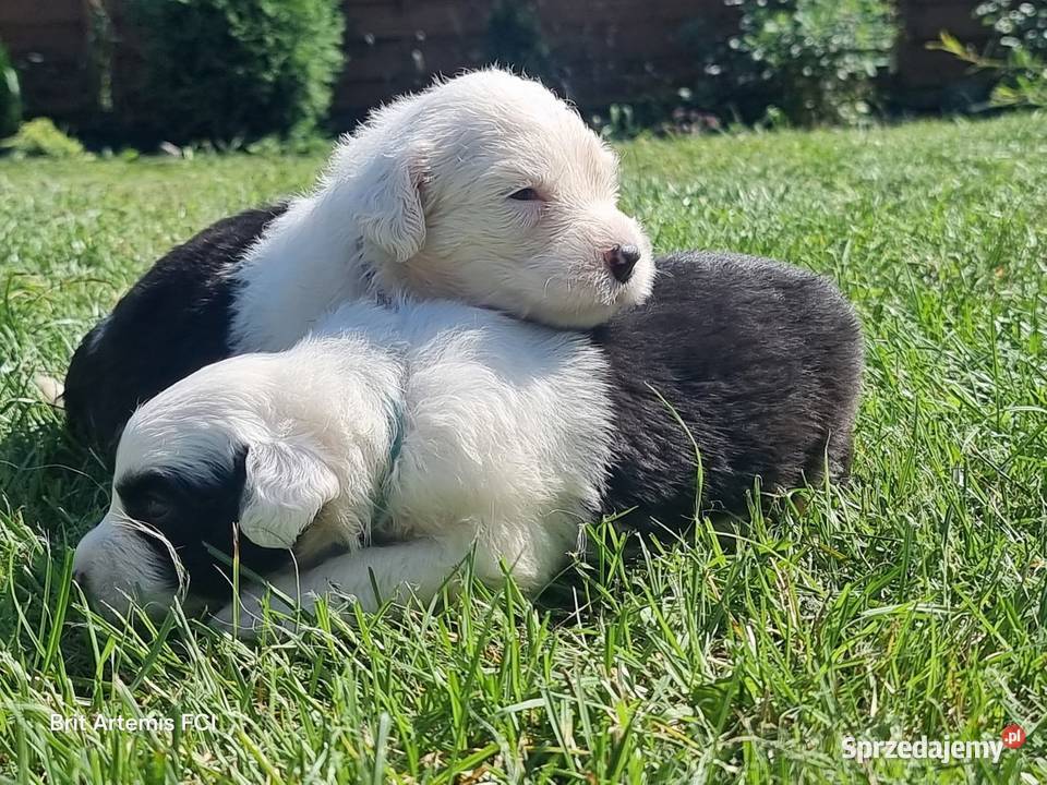 Owczarek staroangielski Bobtail mazowieckie Serock