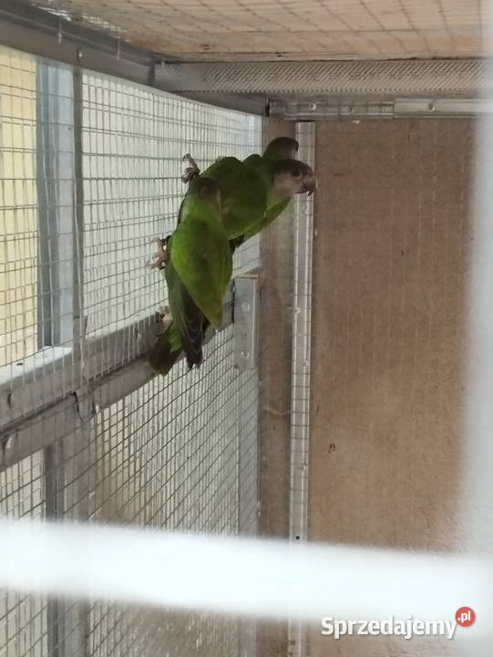 Afrykanki senegalskie 2025 podkarpackie Jasło sprzedam