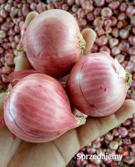 100 ŚWIEŻA CEBULA ŻÓŁTOCZERWONA WYSOKA JAKOŚĆ