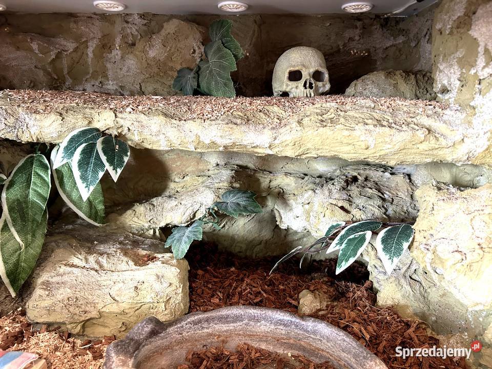 TERRARIUM 100x50x50 Żółw Jaszczurka Gekon Agama Terrarystyka Białystok sprzedam